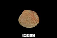 藏品(厚殼縱簾蛤)的圖片